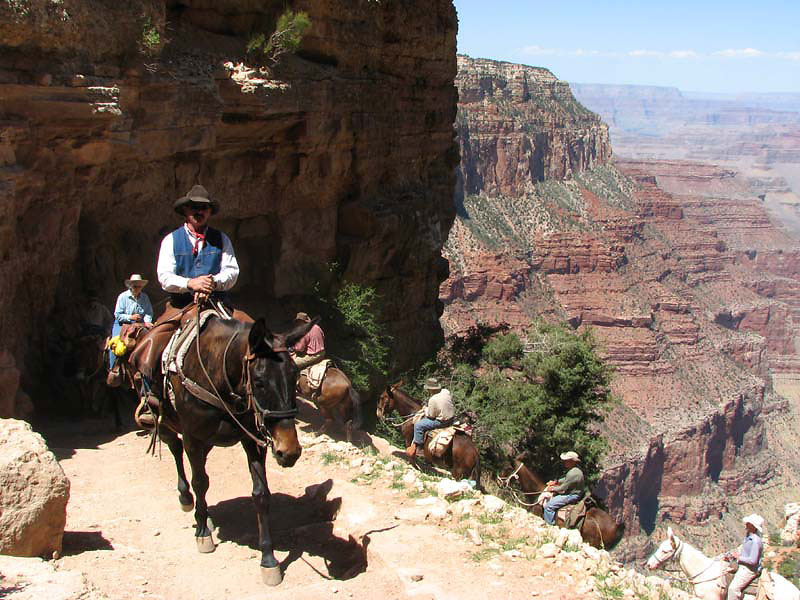 Grand Canyon - Mule train